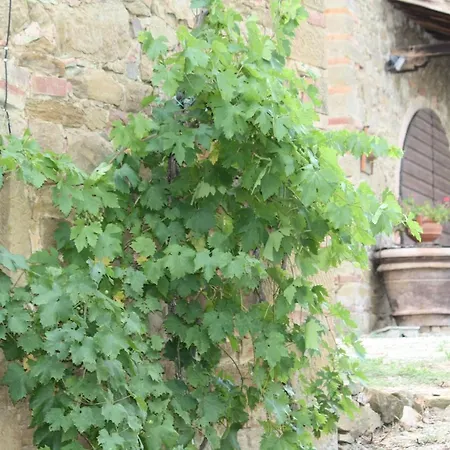 Prázdninový dům Podere La Contadina